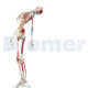 Human Skeleton To 13 With Cover